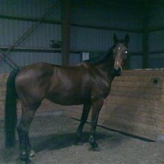 Dansk Varmblod Casie