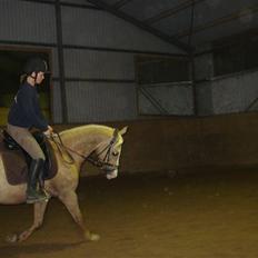 Palomino Jolly Jumper *solgt*