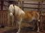 Haflinger Biggi