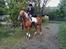 Haflinger Alexandra - Pokalvinder i spring 70 cm i hesteklassen
