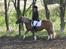 Haflinger Alexandra - LD1 det gik nogenlunde