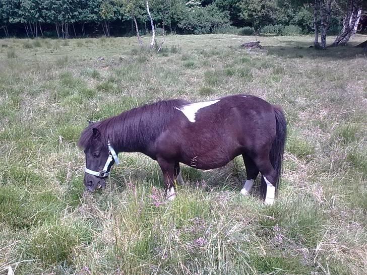 Shetlænder Rosa  billede 10