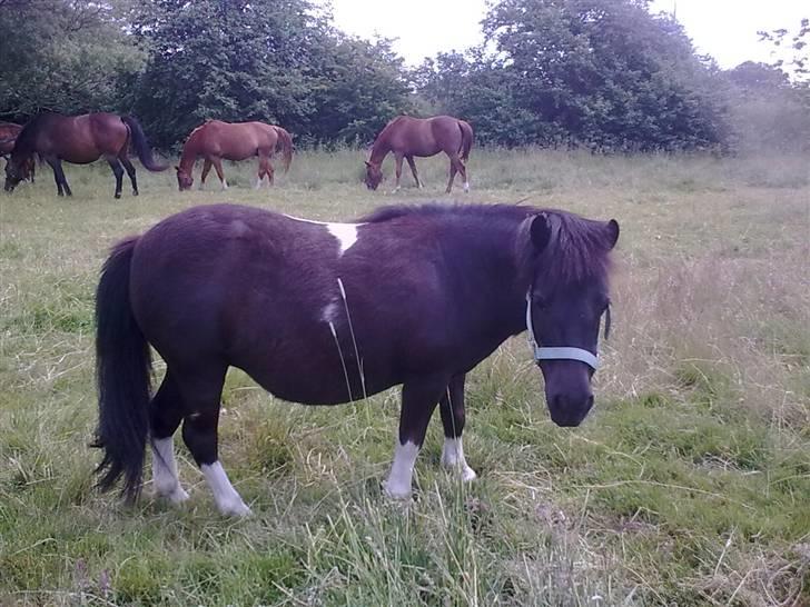 Shetlænder Rosa  billede 11