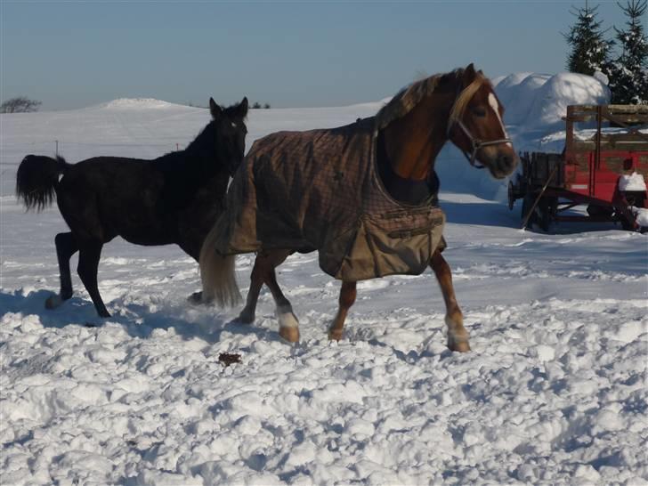 Welsh Cob (sec D) Kiding Game On billede 13