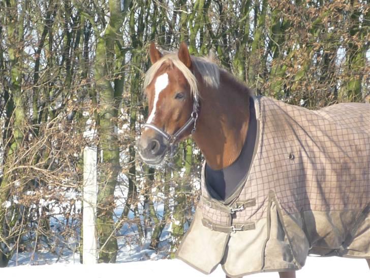 Welsh Cob (sec D) Kiding Game On billede 14