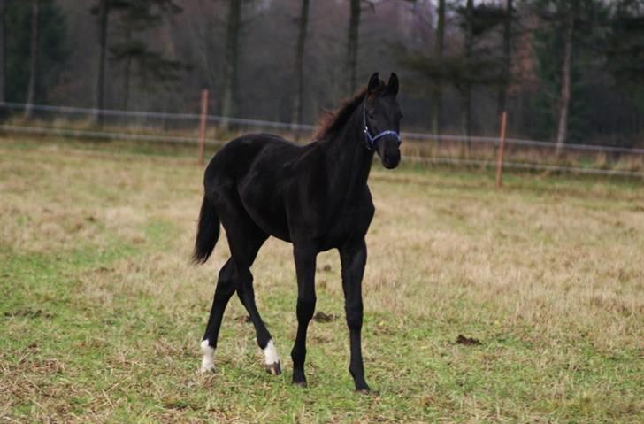 Dansk Varmblod  Black Diamond R.I.P. desværre er han lige blevet  billede 12