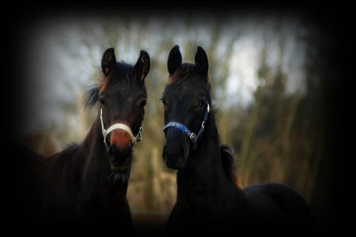 Dansk Varmblod  Black Diamond R.I.P. desværre er han lige blevet  billede 13