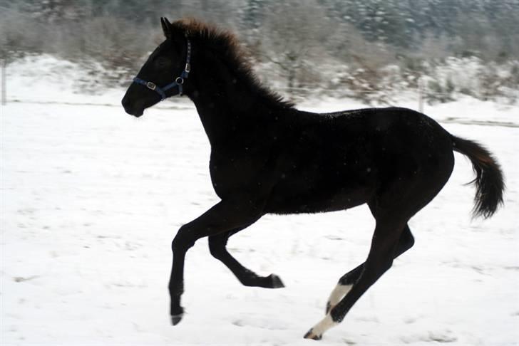 Dansk Varmblod  Black Diamond R.I.P. desværre er han lige blevet  billede 14