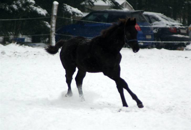 Dansk Varmblod  Black Diamond R.I.P. desværre er han lige blevet  billede 16