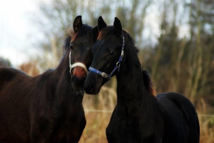 Dansk Varmblod Pindborgens Bianca - solgt billede 7