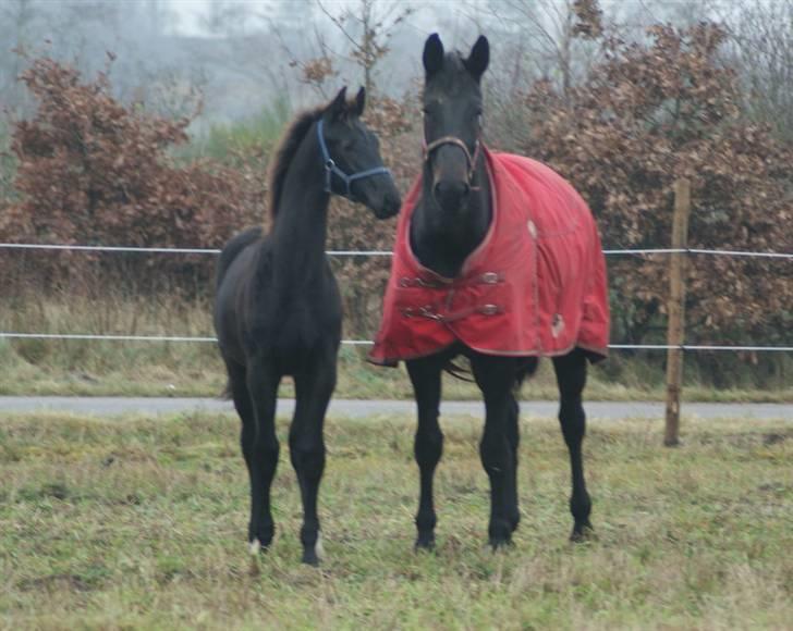 Dansk Varmblod Woopi Ask R.I.P billede 19