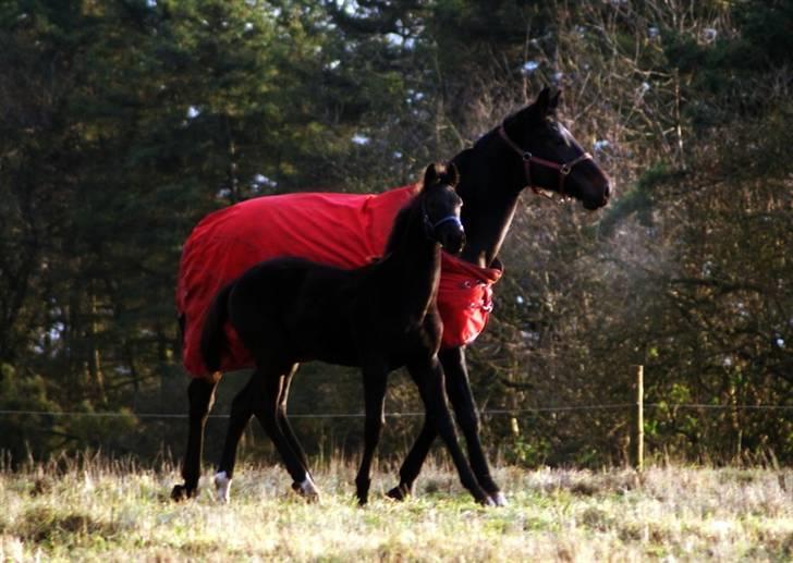 Dansk Varmblod Woopi Ask R.I.P billede 20