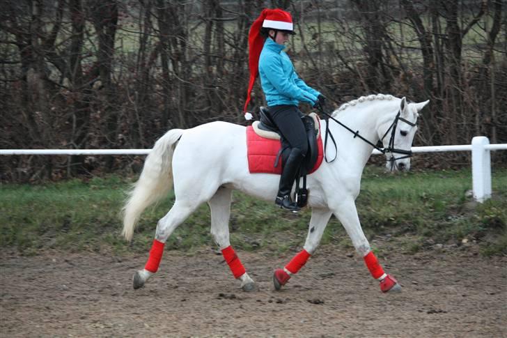 Connemara Tikærsgårds Dirch Solgt - Jule opvisning i SLR billede 12