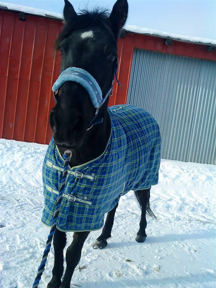 Anden særlig race Moonlight <3 t billede 10