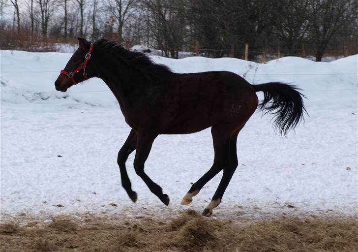 Dansk Varmblod Pindborgens Bianca - solgt billede 9