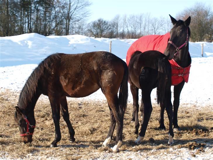 Dansk Varmblod Pindborgens Bianca - solgt - mig og min legekammerat diamond billede 10
