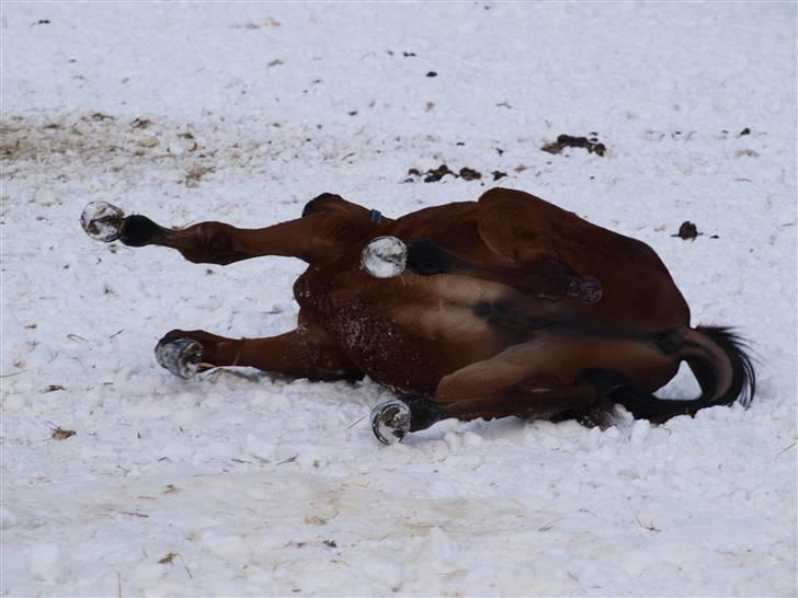 Dansk Varmblod Pindborgens Cactus solgt billede 12