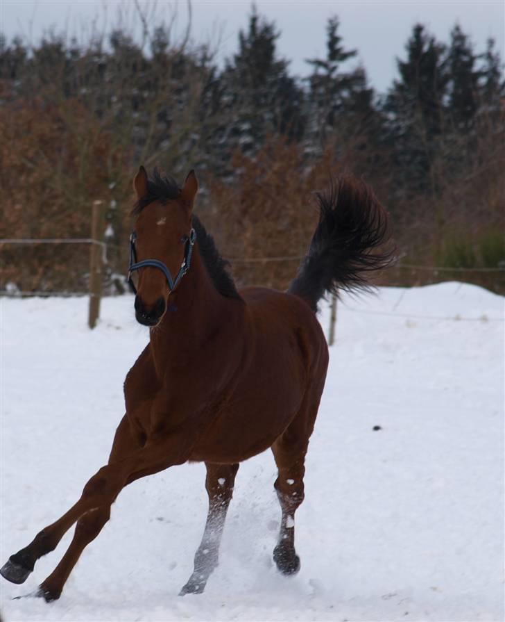 Dansk Varmblod Pindborgens Cactus solgt billede 13