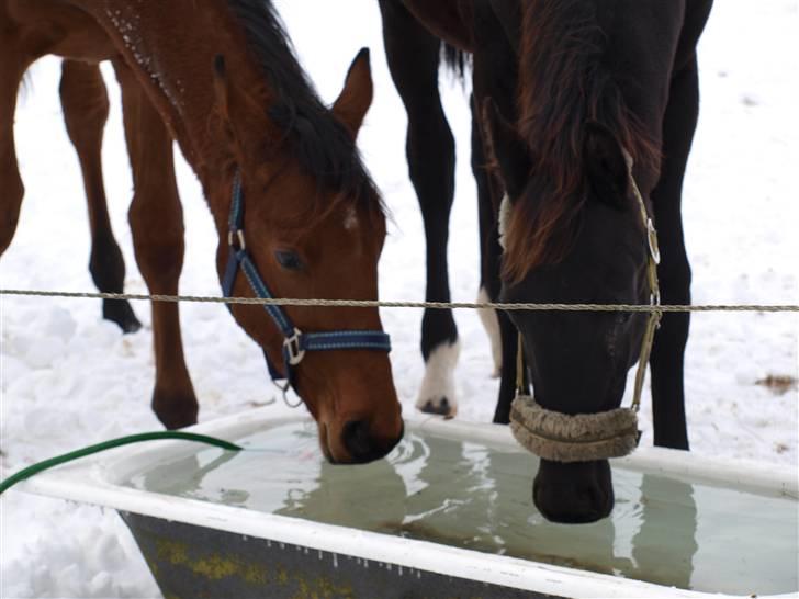 Dansk Varmblod Pindborgens Cactus solgt billede 14