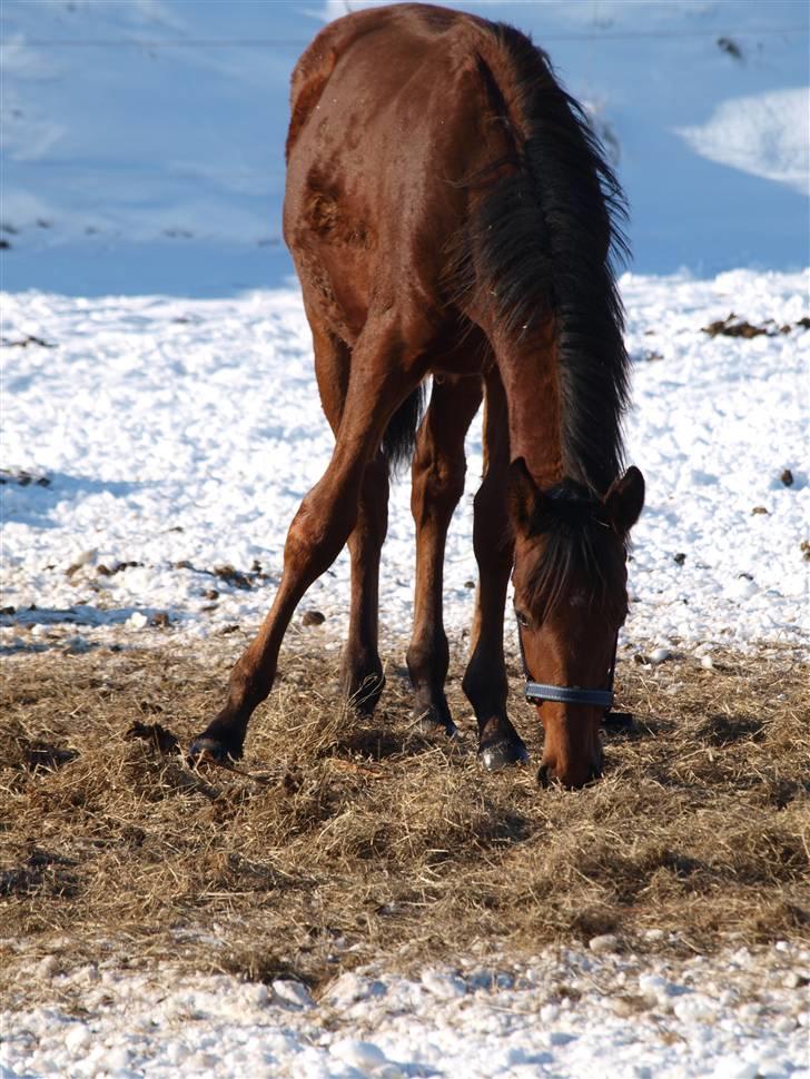 Dansk Varmblod Pindborgens Cactus solgt billede 15