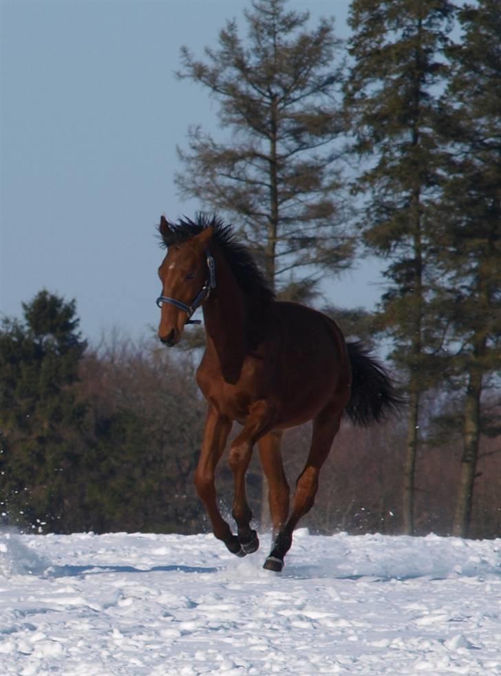 Dansk Varmblod Pindborgens Cactus solgt billede 16