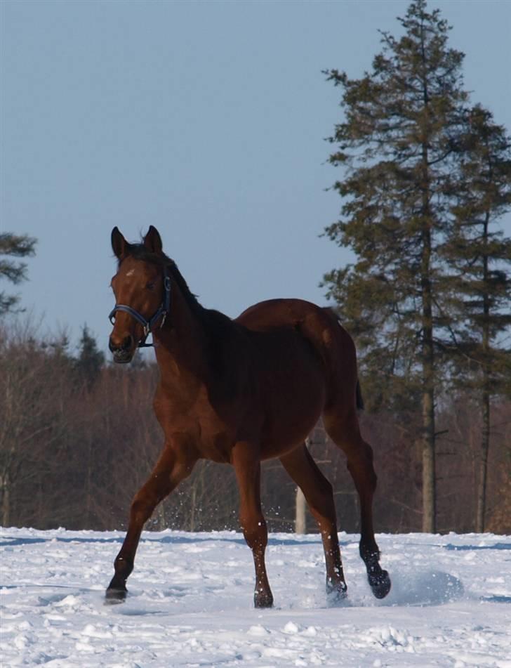Dansk Varmblod Pindborgens Cactus solgt billede 17