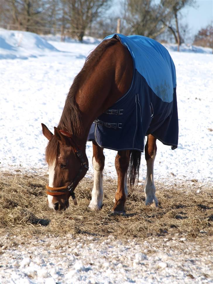 Dansk Varmblod RDH Margot SOLGT billede 17