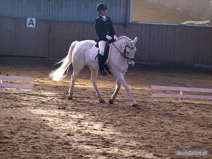Hollandsk Sportspony Silver Cheval  R.I.P  - til stævne d. 8 november billede 12