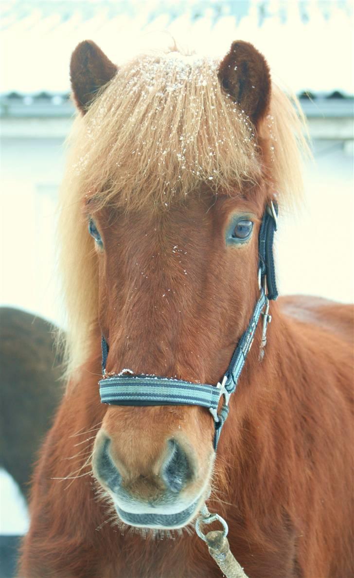 Islænder Raudekki fra Flødal 1 billede 1