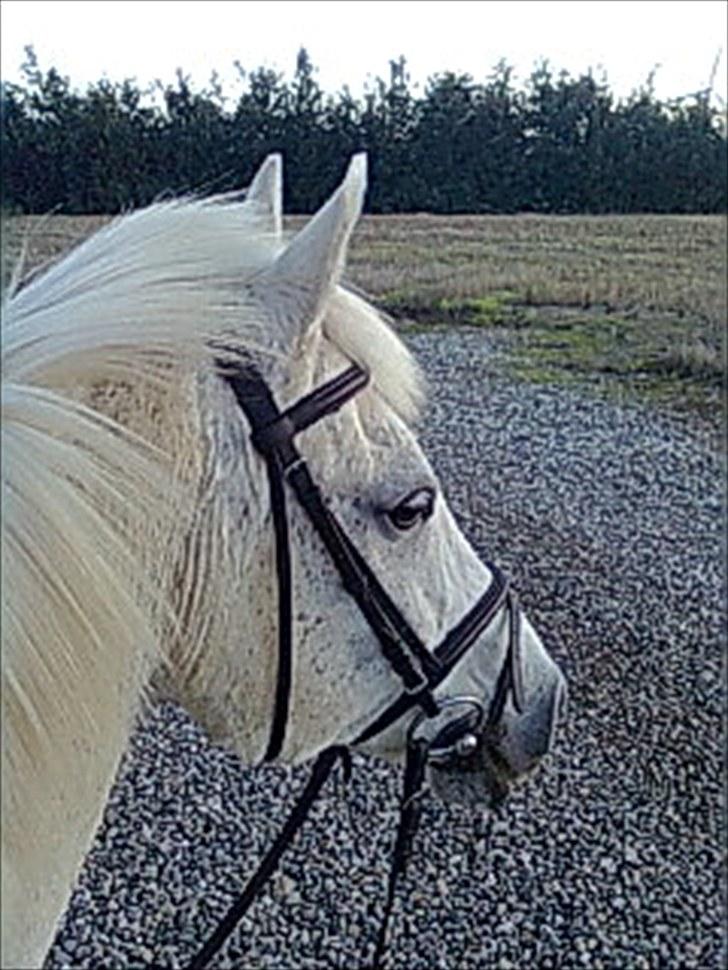 Hollandsk Sportspony Silver Cheval  R.I.P  billede 15