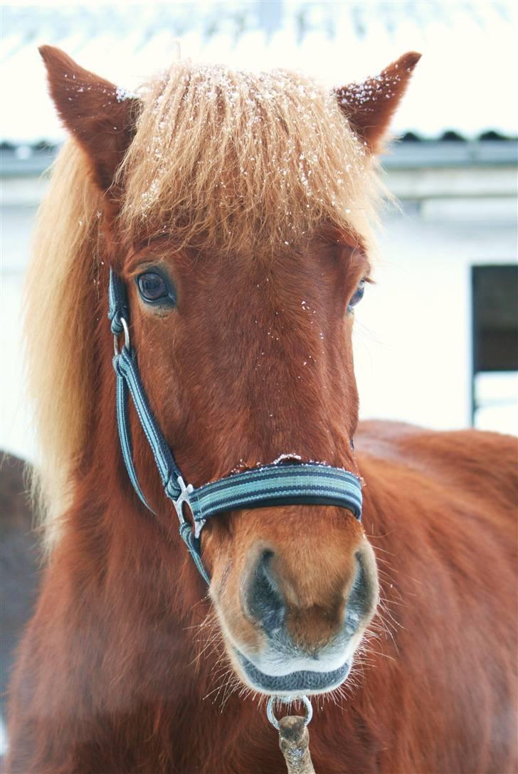 Islænder Raudekki fra Flødal 1 billede 2