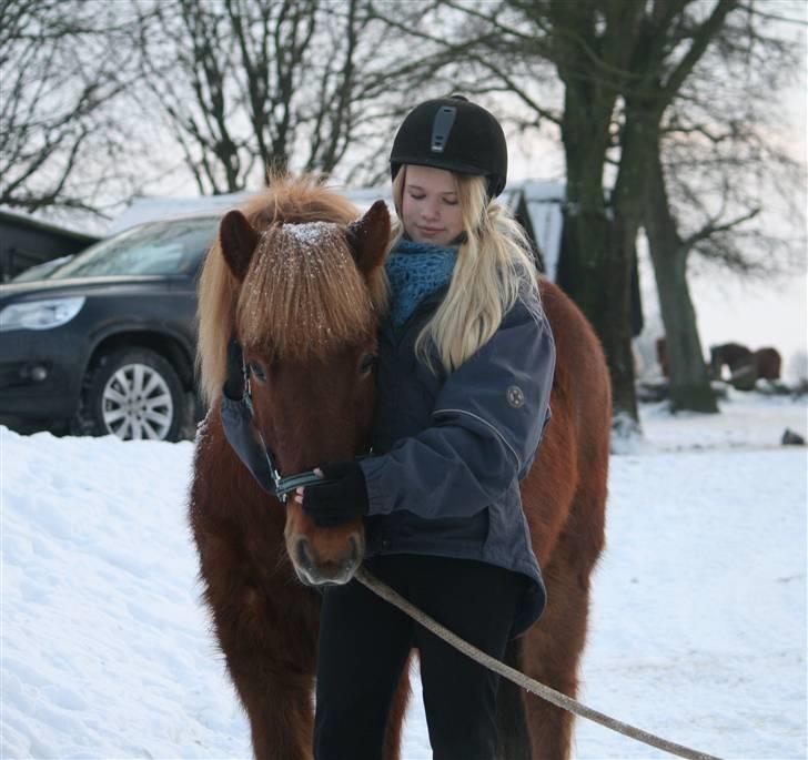 Islænder Raudekki fra Flødal 1 billede 3