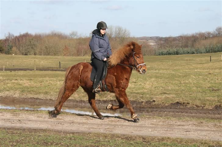Islænder Raudekki fra Flødal 1 billede 4