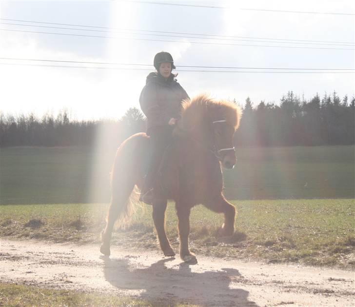 Islænder Raudekki fra Flødal 1 billede 5