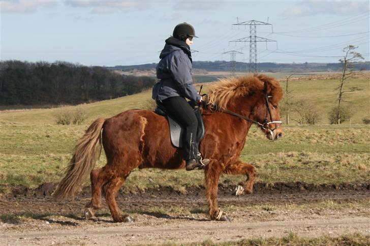 Islænder Raudekki fra Flødal 1 billede 6