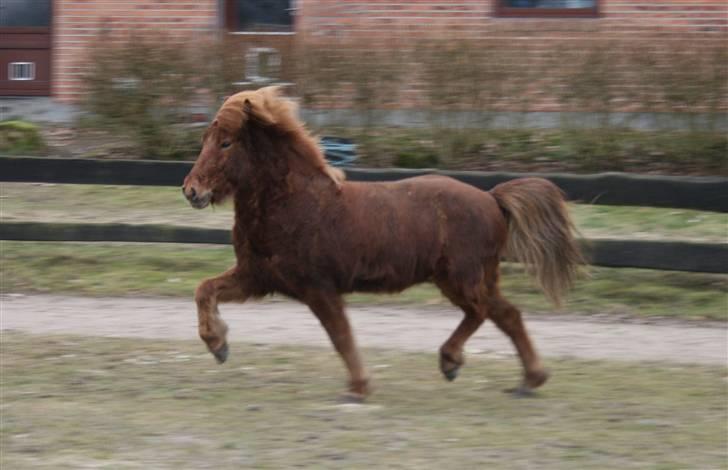 Islænder Raudekki fra Flødal 1 billede 7