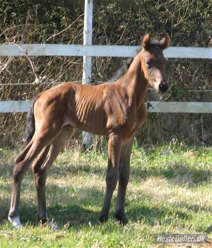 Dansk Varmblod Pindborgens Bianca - solgt - er jeg ikke dejlig, meget høj stillet følbamse ;) billede 11