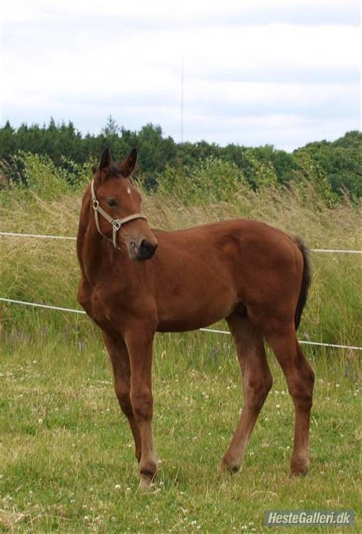 Dansk Varmblod Pindborgens Cactus solgt billede 18