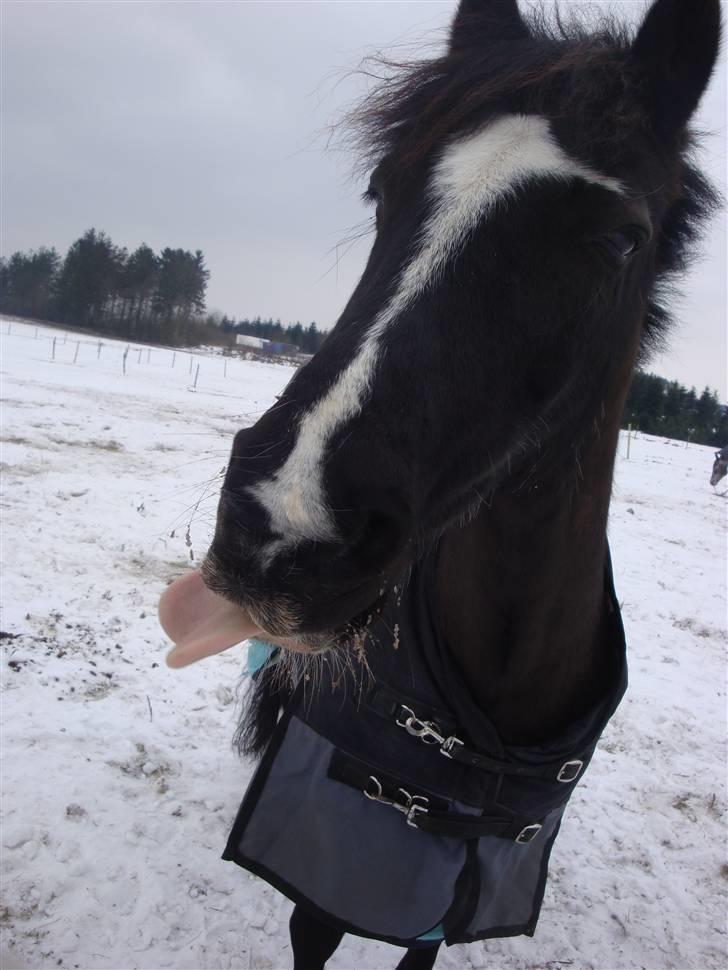 Welsh Cob (sec D) jet jewel "jj" *solgt* - i sneeen billede 13