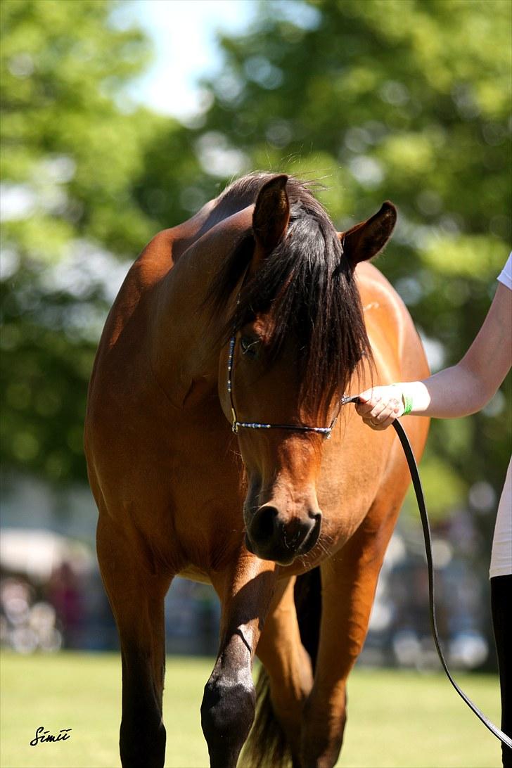Arabisk fuldblod (OX) E`xtravaganza *SOLGT* - Foto: Simii.  billede 15