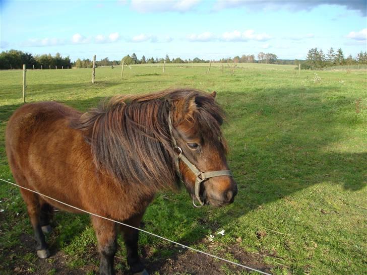 Shetlænder Andrea   - degligt vjer i dag                                  2009 billede 10