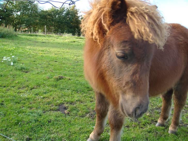 Shetlænder fiona   billede 7
