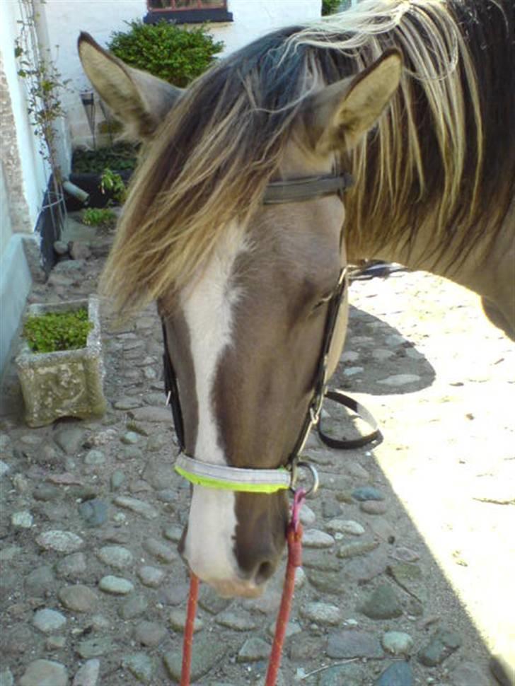 Anden særlig race Sia **solgt** - Sia-pigen - i hendes bidløse hovedtøj <3 billede 1