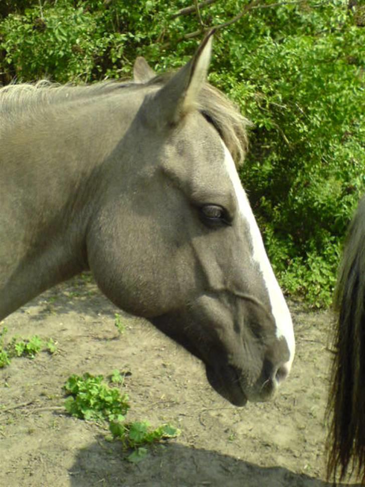 Anden særlig race Sia **solgt** billede 3