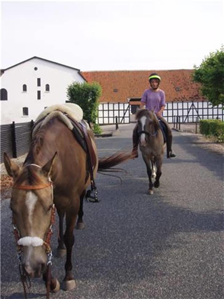 Anden særlig race Sia **solgt** - Stadig på tur :) billede 4