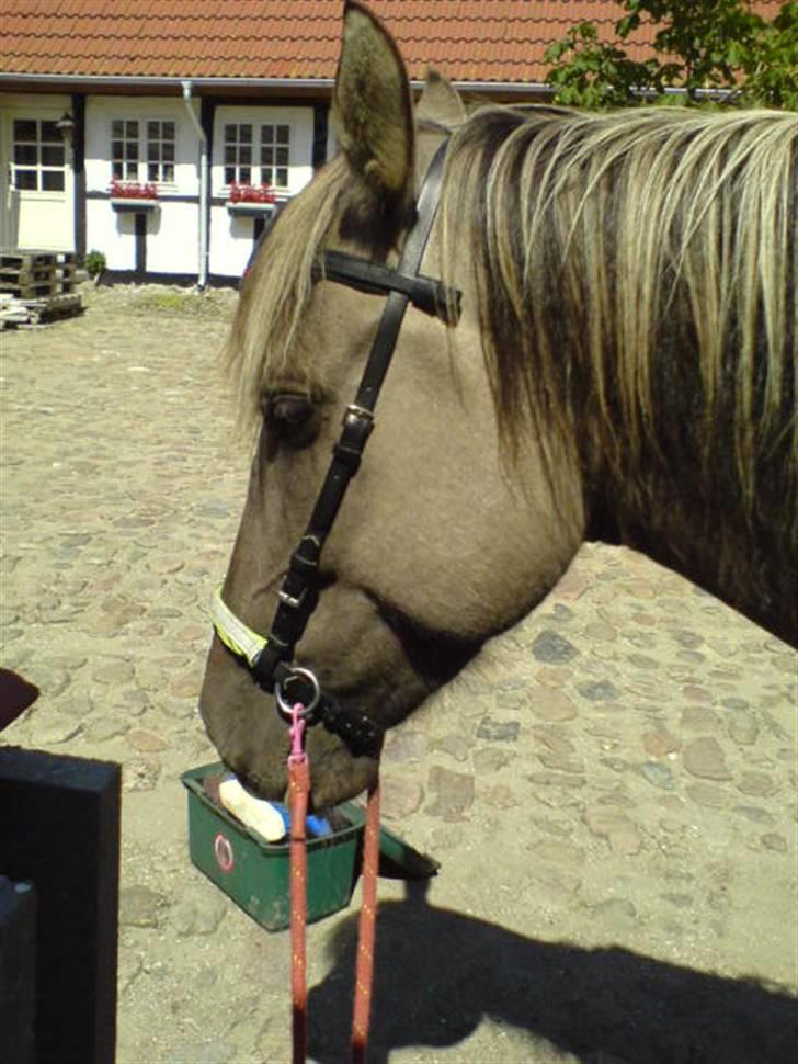 Anden særlig race Sia **solgt** - Med hendes bidløse hovedtøj igeeen.. ;) billede 6