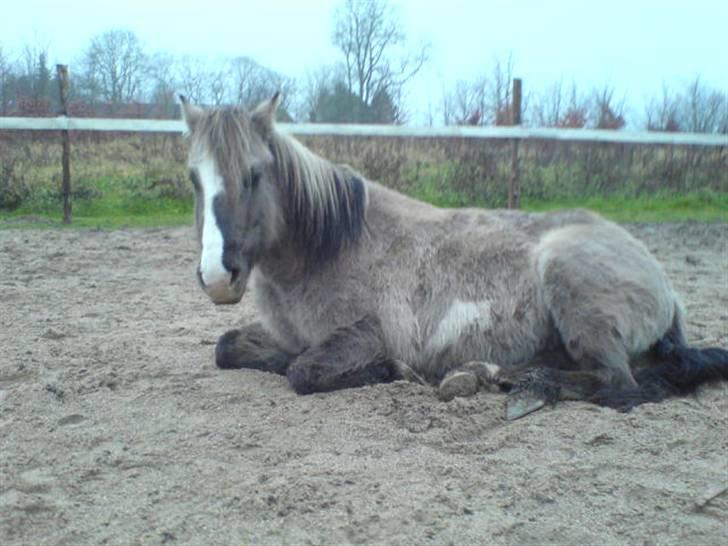 Anden særlig race Sia **solgt** - En lille hvilestund.. i vinterpels! billede 7