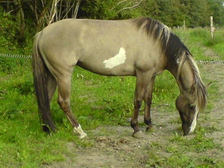 Anden særlig race Sia **solgt** - Du er elsket :´) billede 8