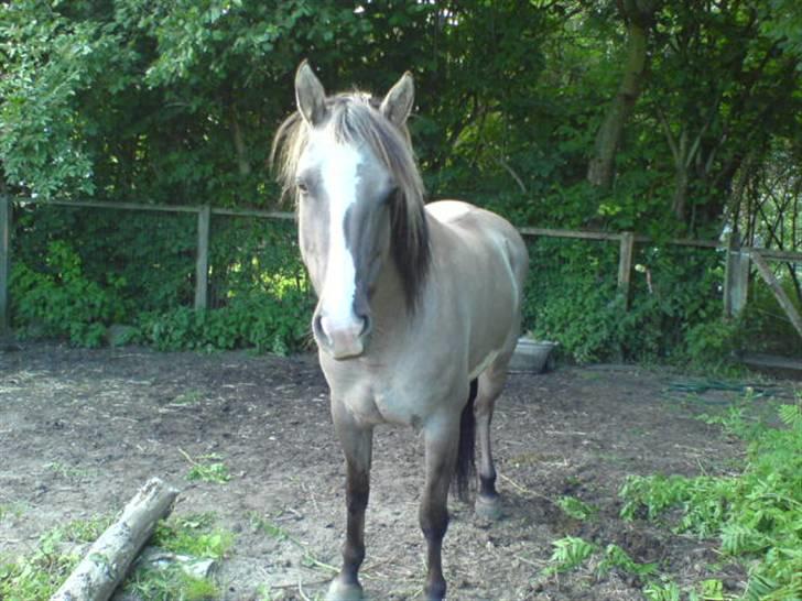 Anden særlig race Sia **solgt** - tøsen <3 billede 9