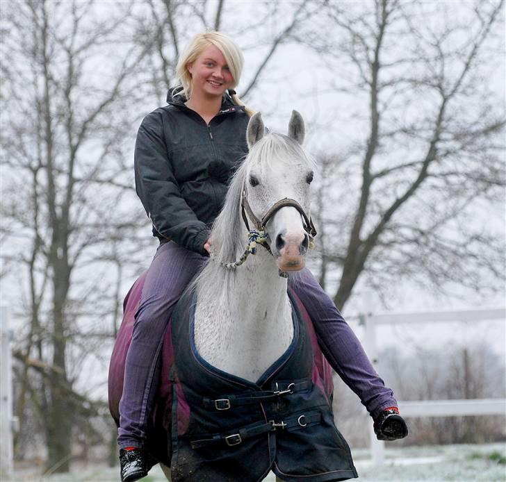 Tysk Sportspony Julia  billede 17